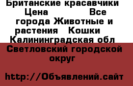 Британские красавчики › Цена ­ 35 000 - Все города Животные и растения » Кошки   . Калининградская обл.,Светловский городской округ 